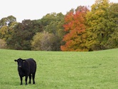 Angus Pasture